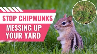 How To Stop Chipmunks From Destroying Your Lawn