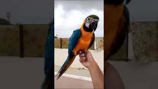 blue and gold macaw parrot #macaw | hand tamed macaw parrot