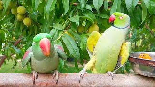 Indian Ringneck and Alexandrine Parrots Kissing and Dancing