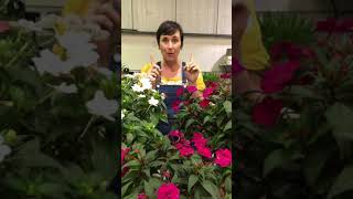 Growing annuals: tips for sunpatiens