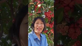 Vườn mận gãy cành ở Mỹ - rose apple garden in California #shorts