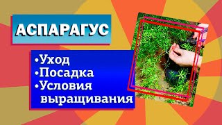 Аспарагус. Уход, чтобы не желтел. Условия выращивания аспарагусов. Аспарагус Шпренгера