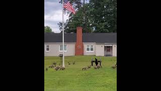 Patriotic Geese