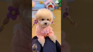 Mỗi ngày một bộ đồ. #shortsshorts #dogs #dog #funydogs #funy #funydog1010 #beautifuldog #beautiful