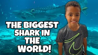 The BIGGEST Shark in the World | Visiting The Georgia Aquarium