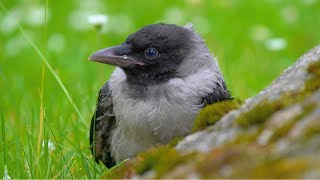 Baby Hooded Crow Fledgling Hiding Behind a Rock [4K]