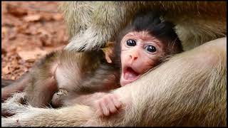 Why baby monkeys cling, and how that gets exploited for social media, part 4