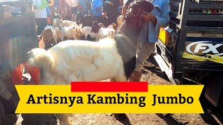 Kambing 1,03 meter jadi rebutan