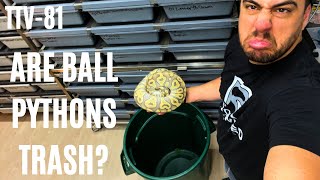 Am I really trashing all my Ball Pythons? | TTV-81