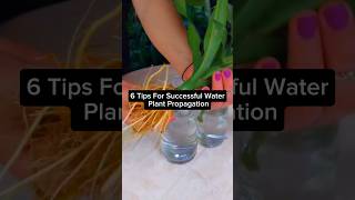 Top 6 Tips For Successful Water Propagation #shorts #short #beautiful #coleus #plants #viral #beauty