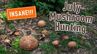 INSANE Mushroom Foraging in July 2024 - Mushrooms, Houby, Grzyby, Funghi, Pilze, Porcini, Boletus