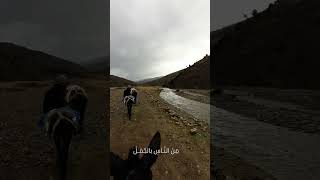 هي و هيهي