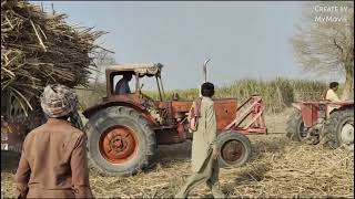 Massey Ferguson tractor with Belarus 510 tractor sugarcane load trolley