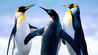 Penguins! The Coolest Birds on Earth!