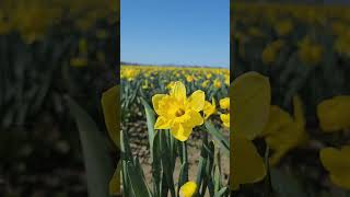 daffodil fields in Seattle Washington USA #shorts #daffodil #farm #flowers #plants #usa