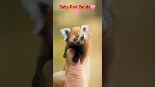 🐼 A baby red panda is having the best time playing with a human's 😍 #RedPanda #CuteAnimals #adorable