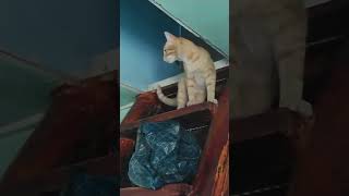 Котик Вася 🐱