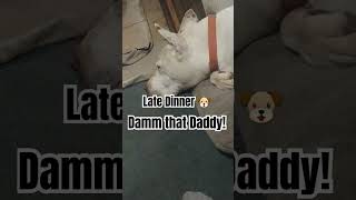 DINNER CLANG !! 🐶 🍗🍔🍟🍕😁 ||#comeandgetit #dinner #cute #doglover #shortsvideo #subscribe