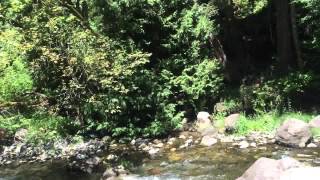 Southern Pacific Railroad at Moss Brae Falls near Mt. Shasta