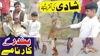 Monkey's exploits at the wedding ceremony#gulistannewskasur