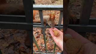 Nutcase Chronicles: A Squirrel’s Side-Splitting Walnut Misadventures!😁#funnyanimals #youtubeshorts