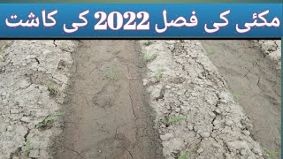 How to Grow Autumn Maize 2022|#maizecultivation|ShahidAgrarian