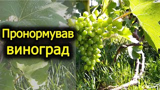 Пронормував виноград гронами та підживив його. Виноград 2022