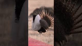 Greater Sage Grouse, Kerap Menari untuk PDKT #faktaunik #animalfacts #animals #pengetahuanhewan