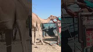 Taking the Camel to truck please Subscribe for more and Like