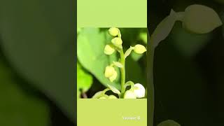 🤍💚 Vive le temps du Muguet 💚🤍     #nature #bienetre #fleurs  #photography