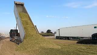 Trucks and Tractors Unloading Mais at the biogas plant - Mais Silage 2022