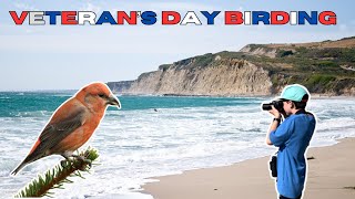 Veteran's Day Birding on the Coast of California