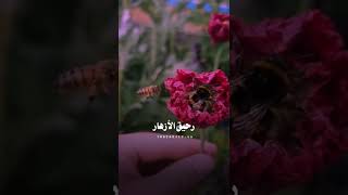 نحلة خزنت لرسول الله ولعلي عسلا صافيا