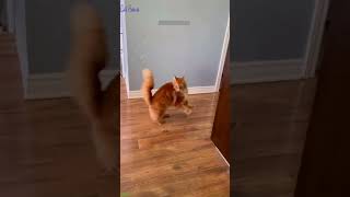 ❤️🐈 Funny cats ❤️🐈 , ❤️Cute cats #CatHouse  episode 151