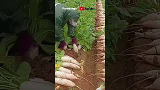 White radish pulling competition