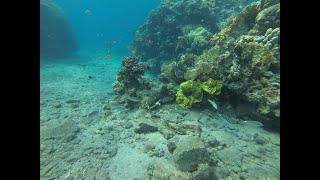 Big cathedral reef exploring