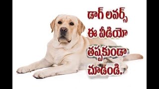 LAB DOG IN MY HOUSE ( మా ఇంట్లో  ల్యాబ్రాడార్ ఆటలు)