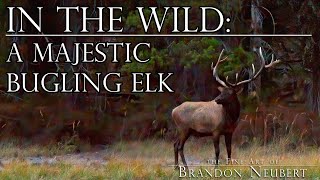 In the Wild: A Majestic, Bugling Elk in the Tetons | 4K