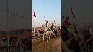 الألبينو 🤍سلالة نادرة بالمغرب🐴🇲🇦 #خيل #تبوريدة #horse #ريلز #اكسبلور