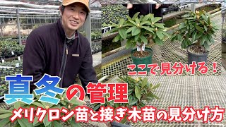 【シャクナゲ】 真冬の管理&メリクロン苗と接ぎ木苗の見分け方【赤塚植物園農場だより】