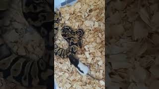 Live Feeding Ball Python Small Rat Strike