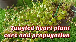 how to grow tangled heart plant? Tangled heart plant ☘️