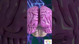 Right Brain vs left brain  Which is powerful?? #shortsfeed #shorts #sciencefacts #humanbrain