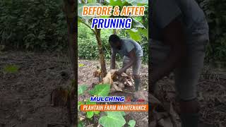 Before And After Pruning Dry Plantain Leaves 🍃