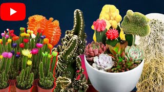 How to grow cactus seeds/cactus seeds