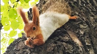 Белка покушала вниз головой.