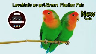 Lovebirds as pet , Chirping sounds|Green Fischer pair |Beautiful lovebirds|Salman Noor Official