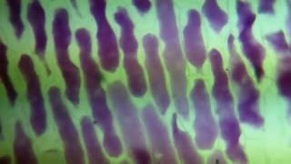 Red Onion Osmosis (Plasmolysis begins at 1:10) - Mr Pauller