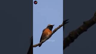 little bird sings