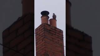 Damp because missing chimney cowl